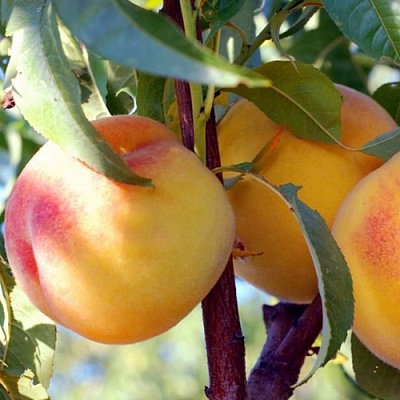Персики в Белгороде