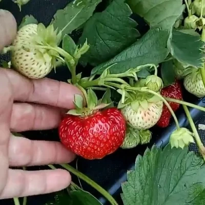 Клубника КИМБЕРЛИ в Белгороде