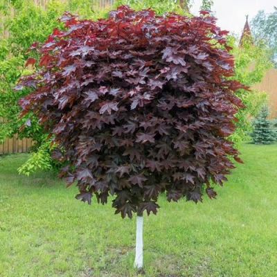 Клен красный в Белгороде