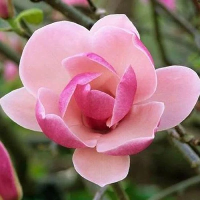 Магнолия РУСТИКА РУМБА в Белгороде