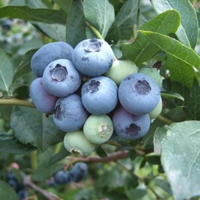 Голубика БЛЮЭТТА в Белгороде