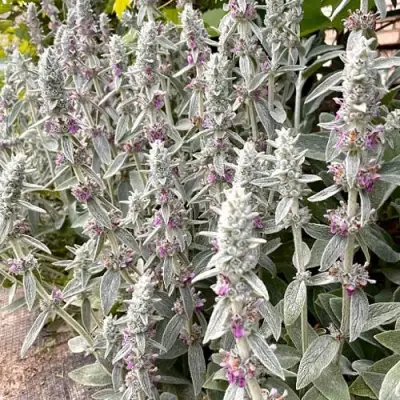чистец Ферби