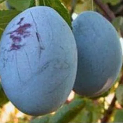 Слива ОДА в Белгороде