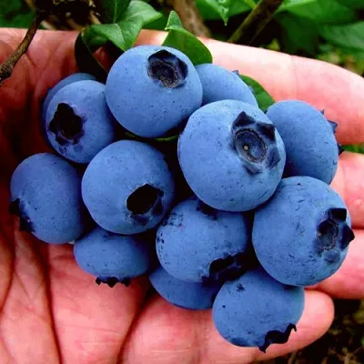 Голубика РЕКА в Белгороде