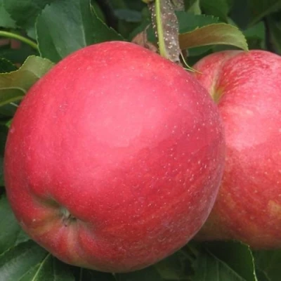 Яблоня РУБИН в Белгороде