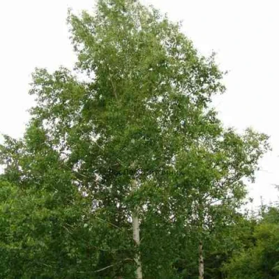 Береза бородавчатая в Белгороде