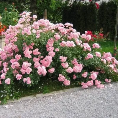 Роза БОНИКА флорибунда в Белгороде