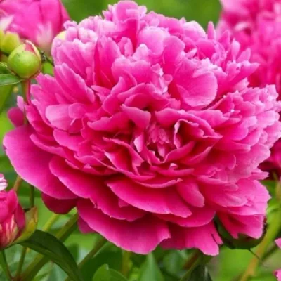 Пион НОЧНЫЕ ГРЕЗЫ древовидный в Белгороде