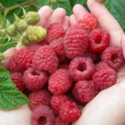 Малина МОЛЛИНГ ДЖУНО в Белгороде