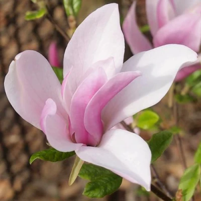 Магнолия БЕТТИ в Белгороде