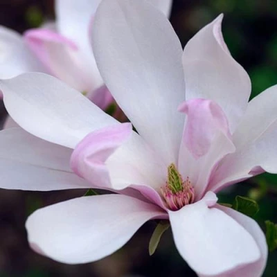 Магнолия ПИНКИ в Белгороде