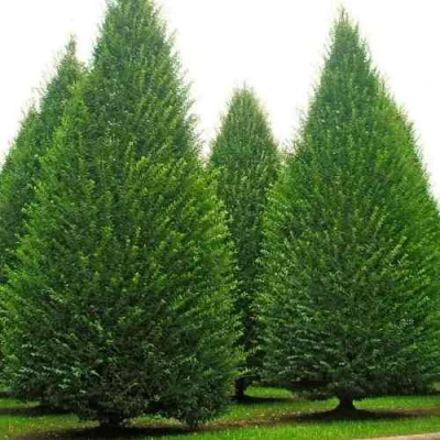 Граб  в Белгороде