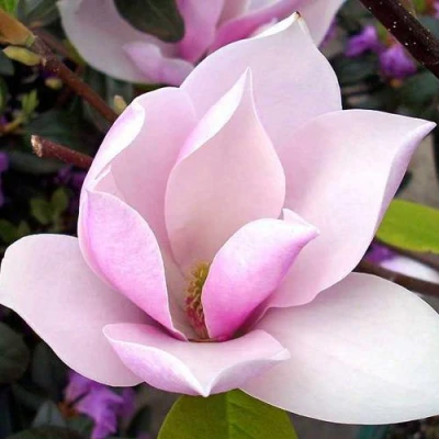 Магнолия АЛЕКСАНДРИНА  в Белгороде