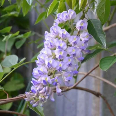 Глициния макростахия БЛЮ МУН в Белгороде