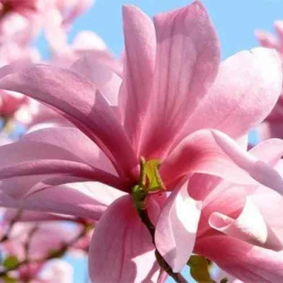 Магнолия ГАЛАКСИ в Белгороде