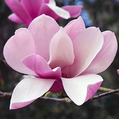 Магнолия РИККИ в Белгороде