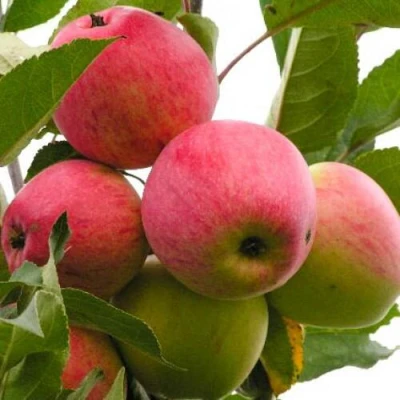 Яблоня МЕЧТА в Белгороде