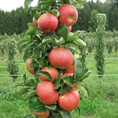 Яблоня ЯНТАРНОЕ ОЖЕРЕЛЬЕ колонновидная в Белгороде
