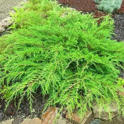 Микробиота ЯКОБСЕН перекрестнопарная в Белгороде