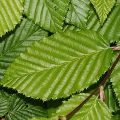 Граб японский в Белгороде