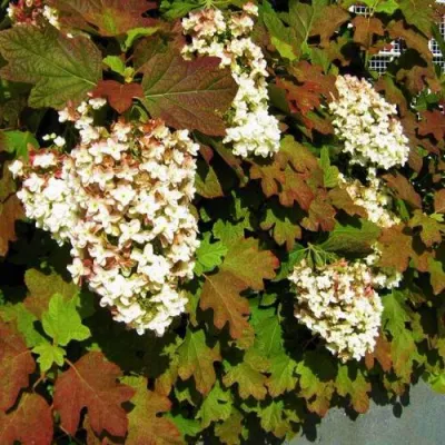 Гортензия БЛЭК ПОРШ дуболистная в Белгороде