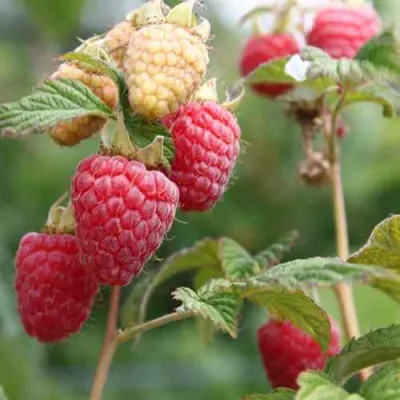 Малина МОЛЛИНГ ДЖУНО в Белгороде