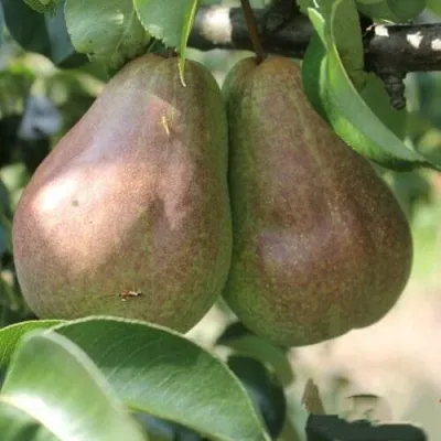 Груша БРЯНСКАЯ КРАСАВИЦА в Белгороде