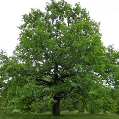 Дуб черешчатый  в Белгороде