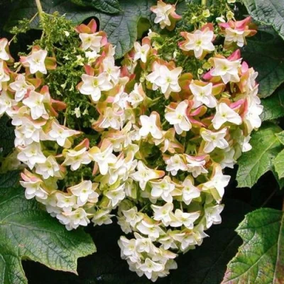 Гортензия БЛЭК ПОРШ дуболистная в Белгороде