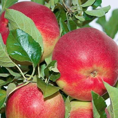 Яблоня СЕНАТОР колонновидная в Белгороде