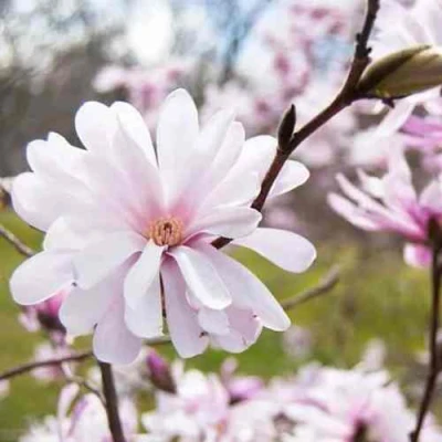Магнолия РОЗЕЯ в Белгороде