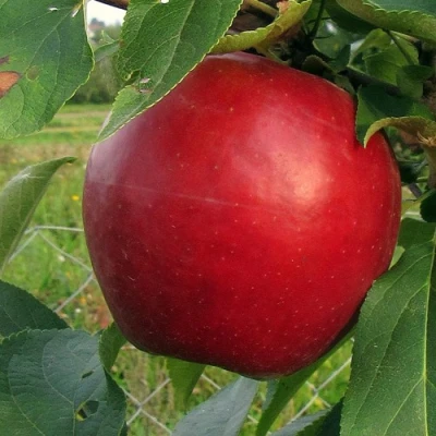 Яблоня РЕДФРИ в Белгороде