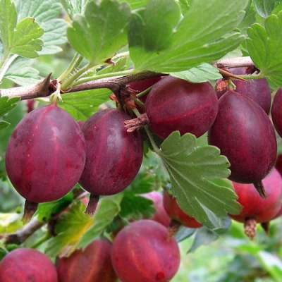 Крыжовник ХИННОМАКИ РОТ в Белгороде