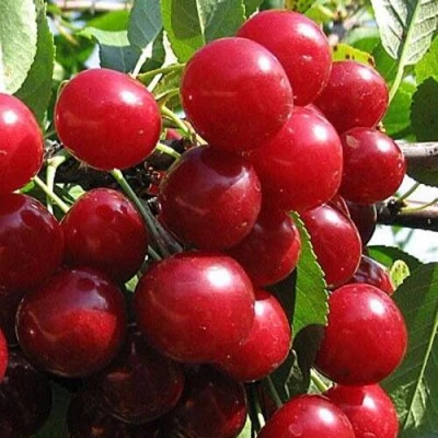 Вишня ГЛУБОКСКАЯ в Белгороде
