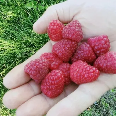 Малина ПОЛЬКА (ПОЛКА) в Белгороде