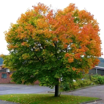 Клен остролистный в Белгороде