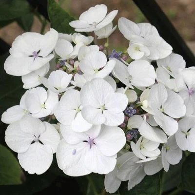 гортензия либелла