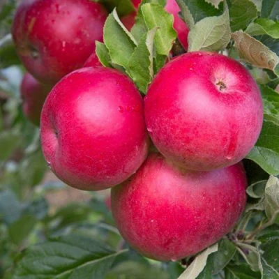 Яблоня РОЖДЕСТВЕНСКОЕ в Белгороде