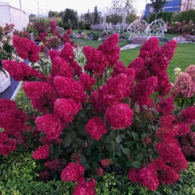 гортензия метельчатая самарская лидия