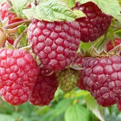 Малина ПОЛЬКА (ПОЛКА) в Белгороде