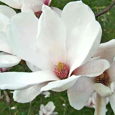 Магнолия АЛЬБА СУПЕРБА в Белгороде
