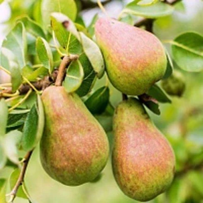 Груша РУССКАЯ КРАСАВИЦА (КРАСАВИЦА ЧЕРНЕНКО) в Белгороде