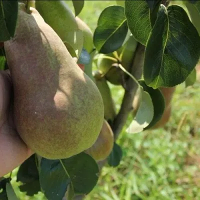 Груша БРЯНСКАЯ КРАСАВИЦА в Белгороде