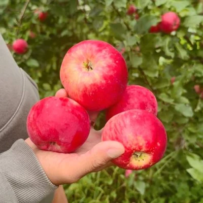 Яблоня АКСЕНА в Белгороде