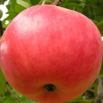 Яблоня СУЙСЛЕПСКОЕ (МАЛИНОВКА) в Белгороде