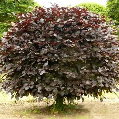 Бук лесной АТРОПУНИЦЕА в Белгороде