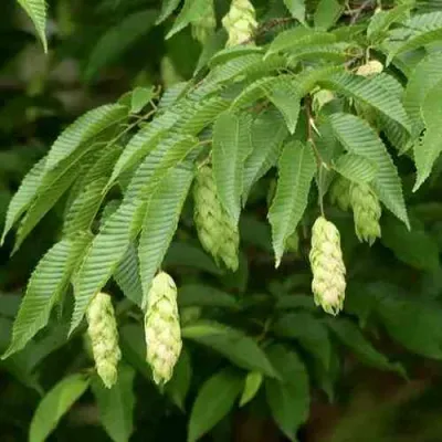Граб японский в Белгороде