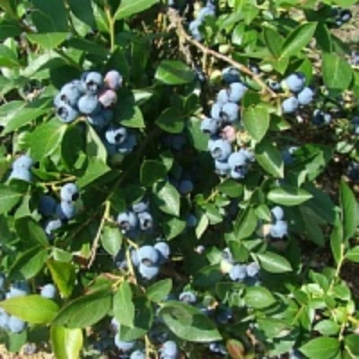 Голубика БЛЮЭТТА в Белгороде