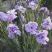 Ирис ИМПЕРИАЛ ОПАЛ сибирский в Белгороде