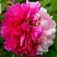 Пион ДВЕ СЕСТРЫ древовидный в Белгороде
